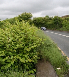 Japanese knotweed on roadside