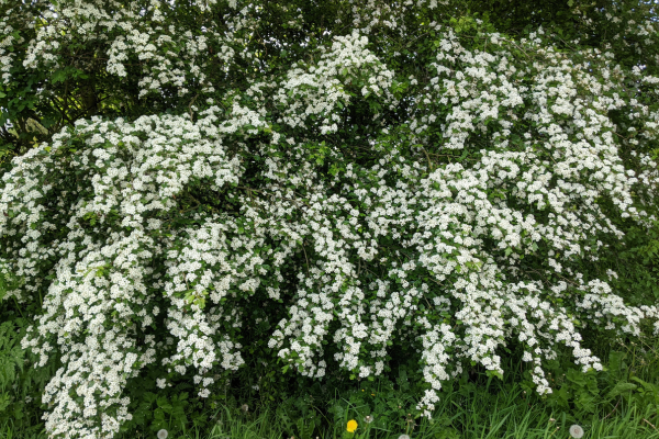 Gardening for Biodiversity