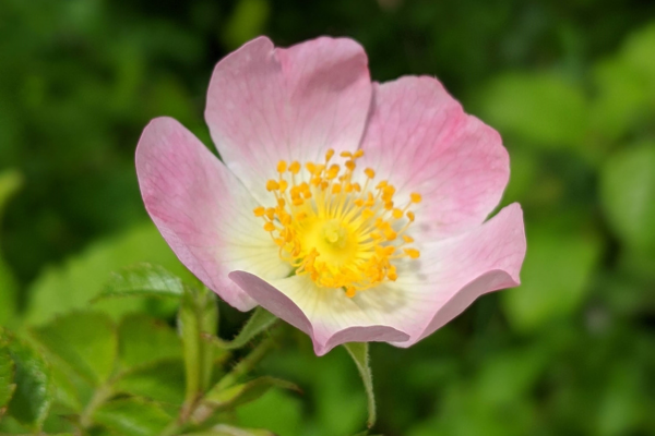 Biodiversity in Meath